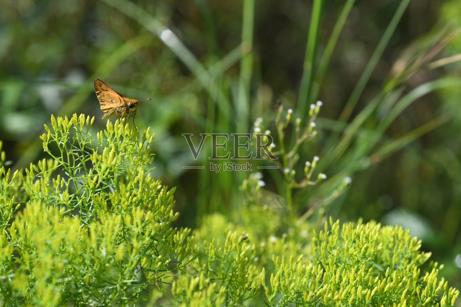 队长和goldentop照片摄影图片