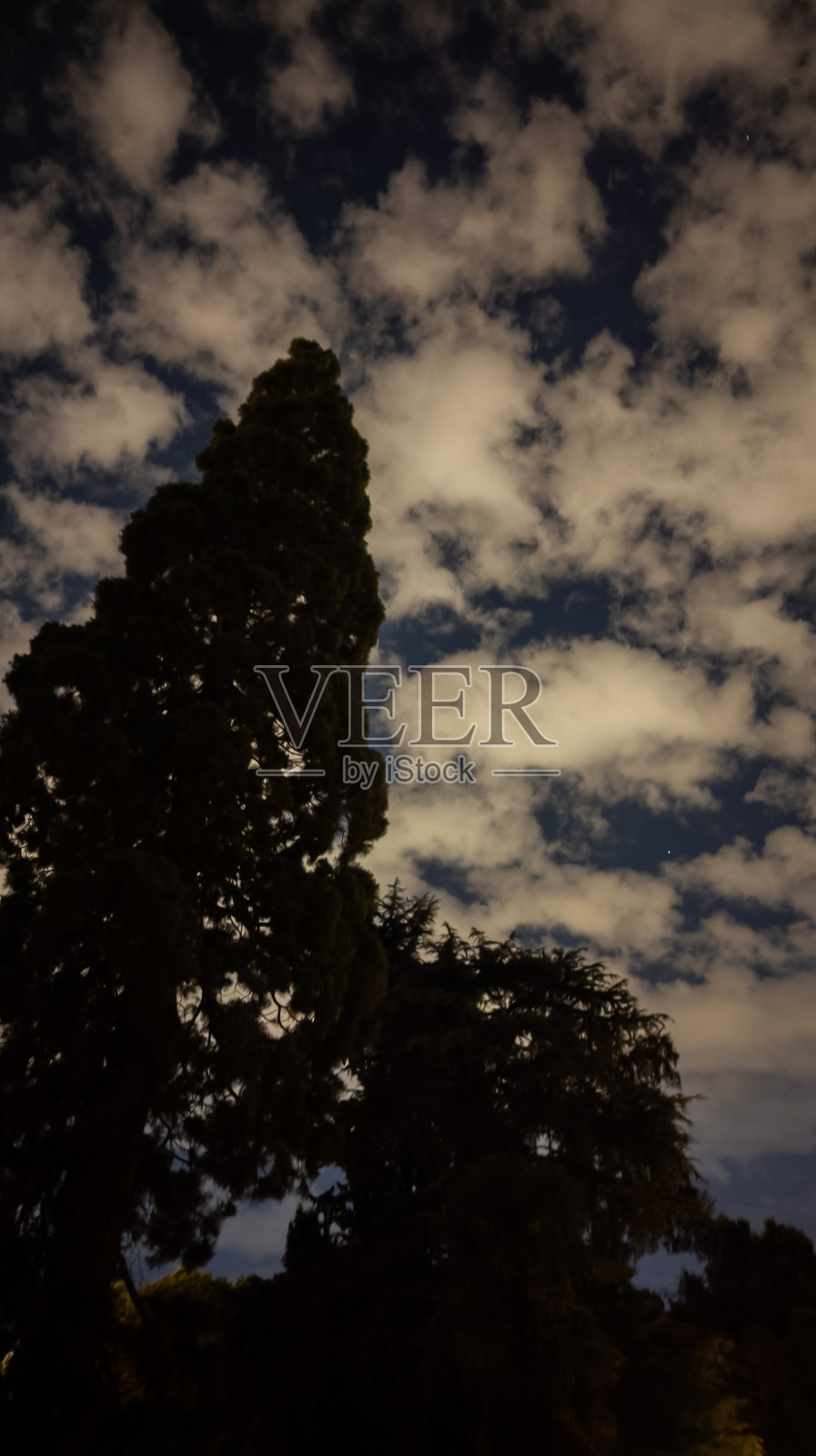 树木的剪影映衬在乌云密布的夜空下照片摄影图片