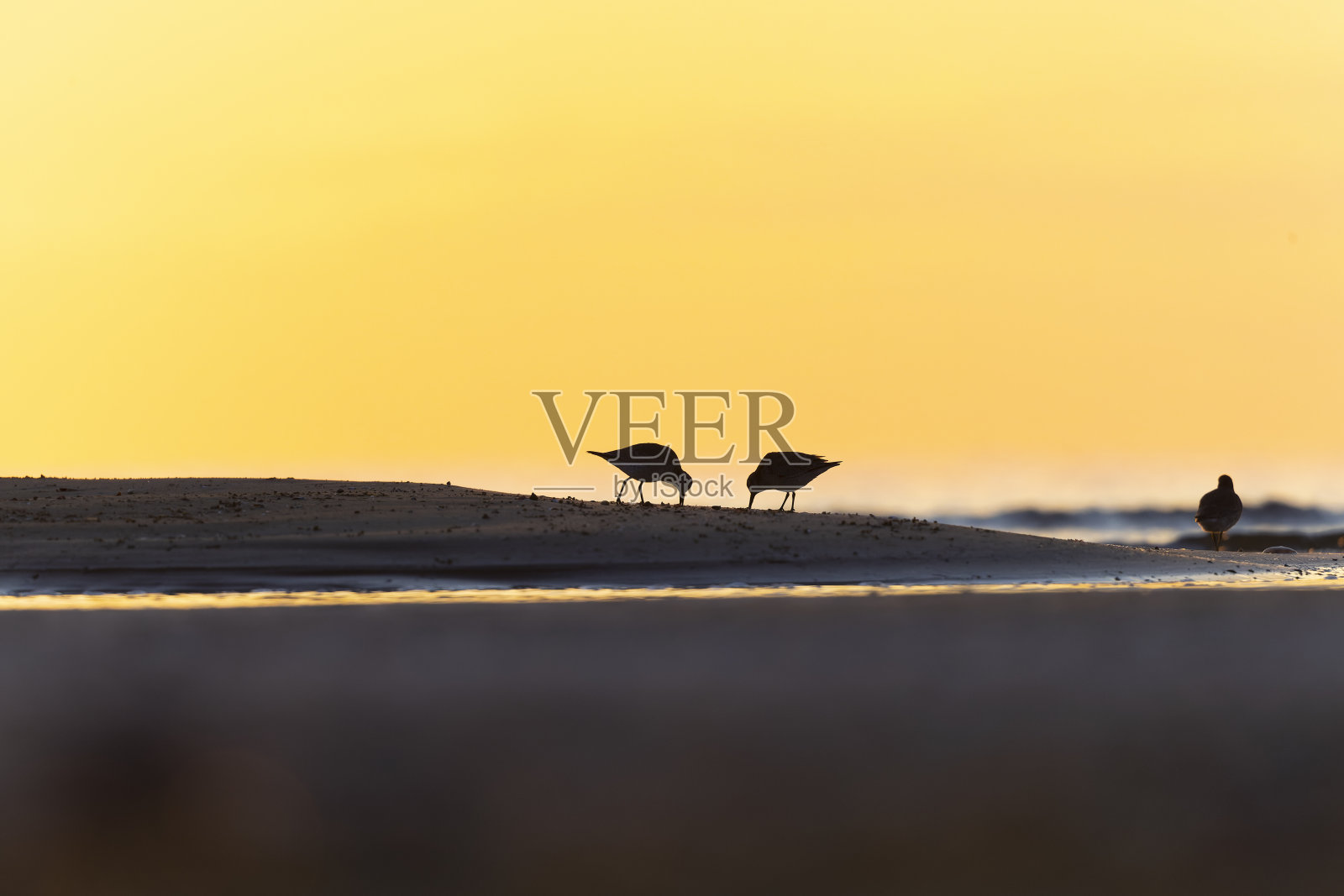 红结(Calidris canutus)在海滩上的朝阳照耀下觅食。照片摄影图片