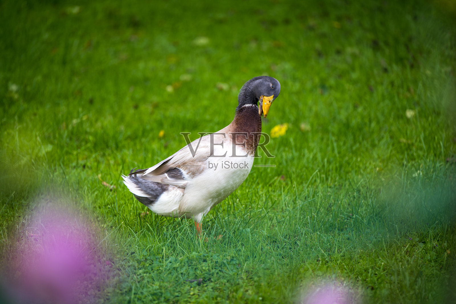 野鸭德雷克照片摄影图片