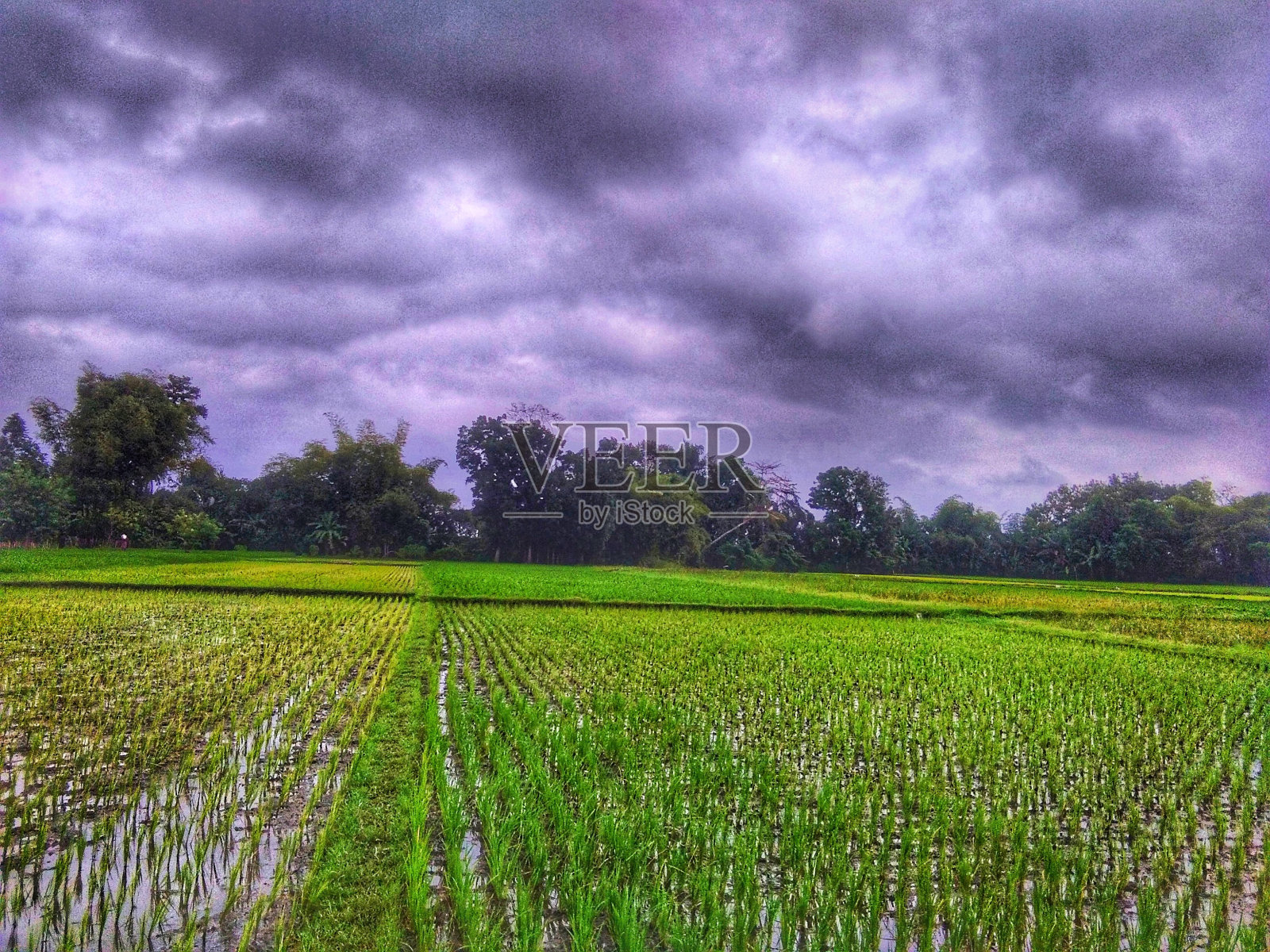 多云的天空包围着绿色的稻田照片摄影图片