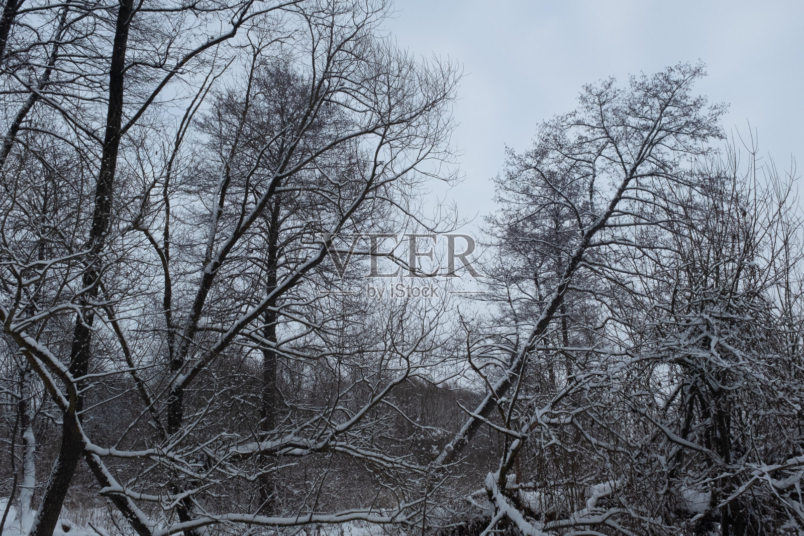 降雪后的冬季森林景观。白雪覆盖的树木衬托着灰色的天空。冬季背景海报，日历，帖子，屏幕保护程序，墙纸，明信片，卡片，横幅，封面，网站照片摄影图片