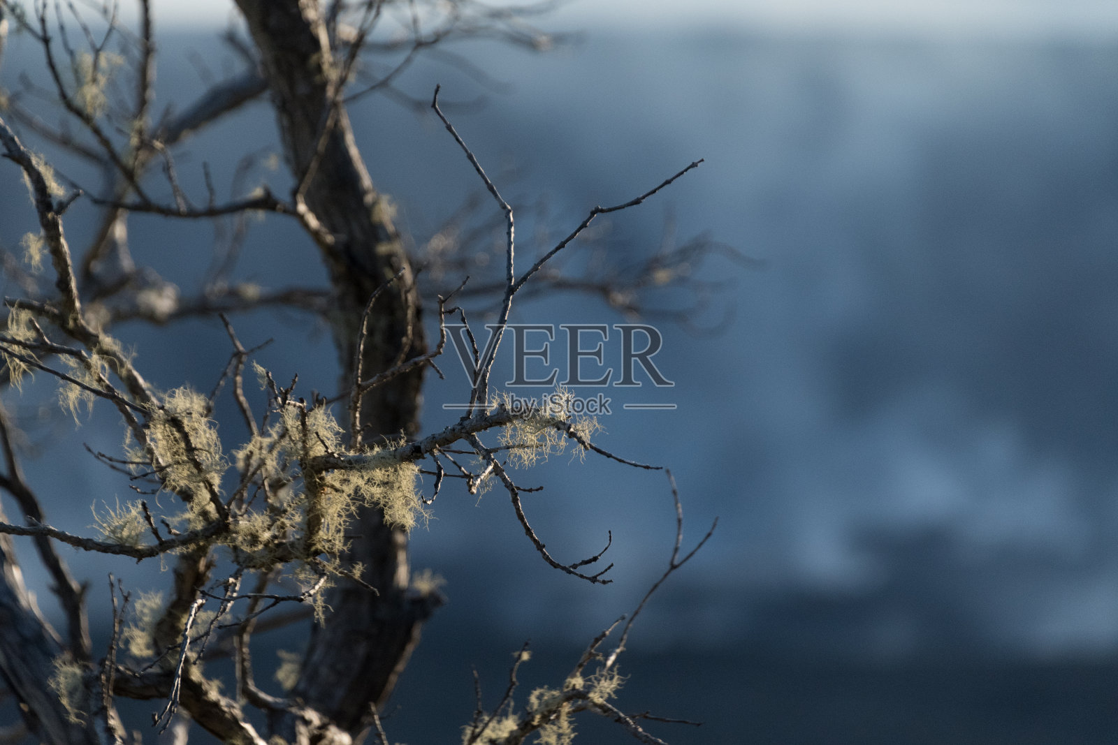 基拉韦厄火山口蒸汽柱前的一棵树上的苔藓照片摄影图片