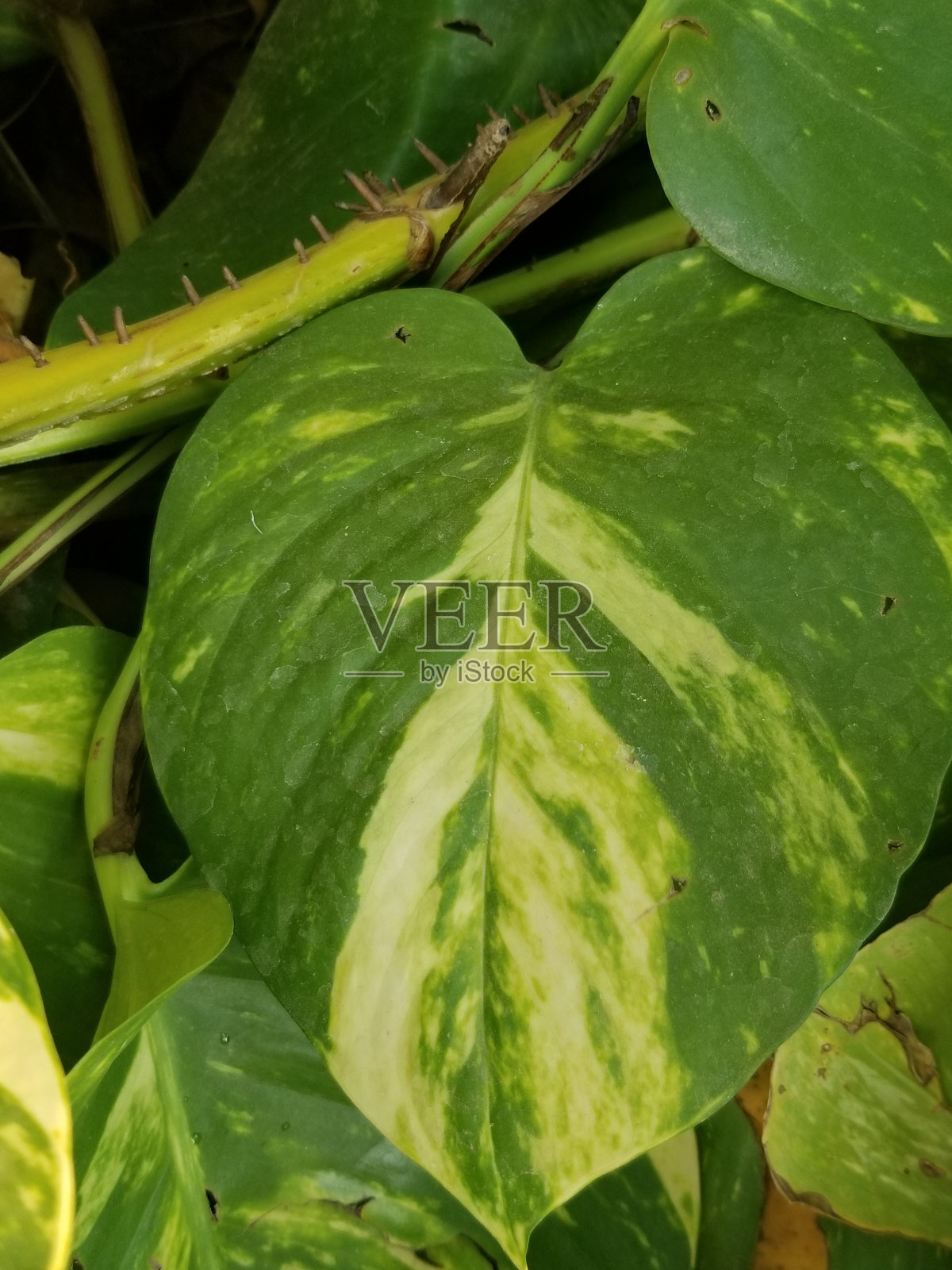 大叶照片摄影图片