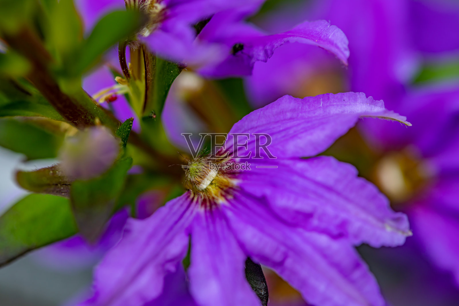 在草地上生长的小草花照片摄影图片