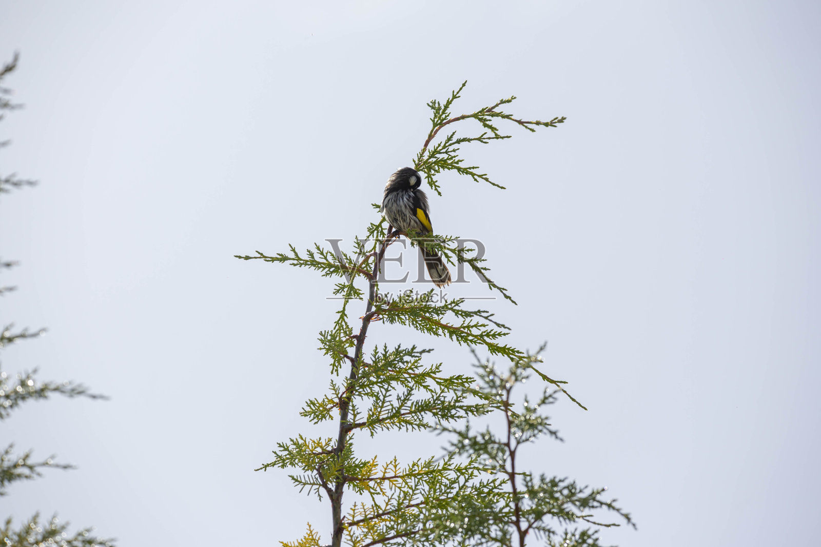 一只鸟栖息在树枝上照片摄影图片