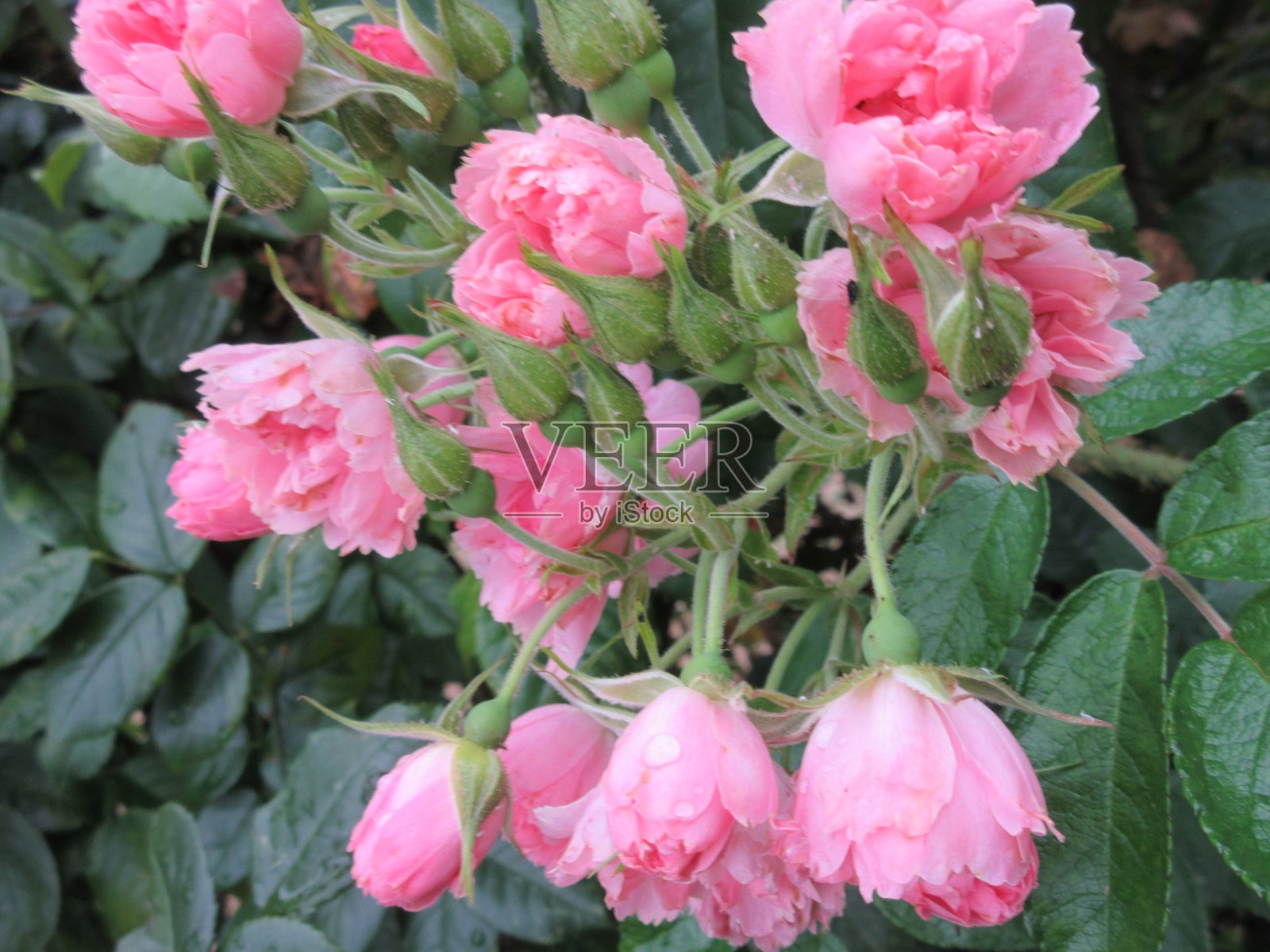 2021年8月绽放的亮粉色玫瑰照片摄影图片