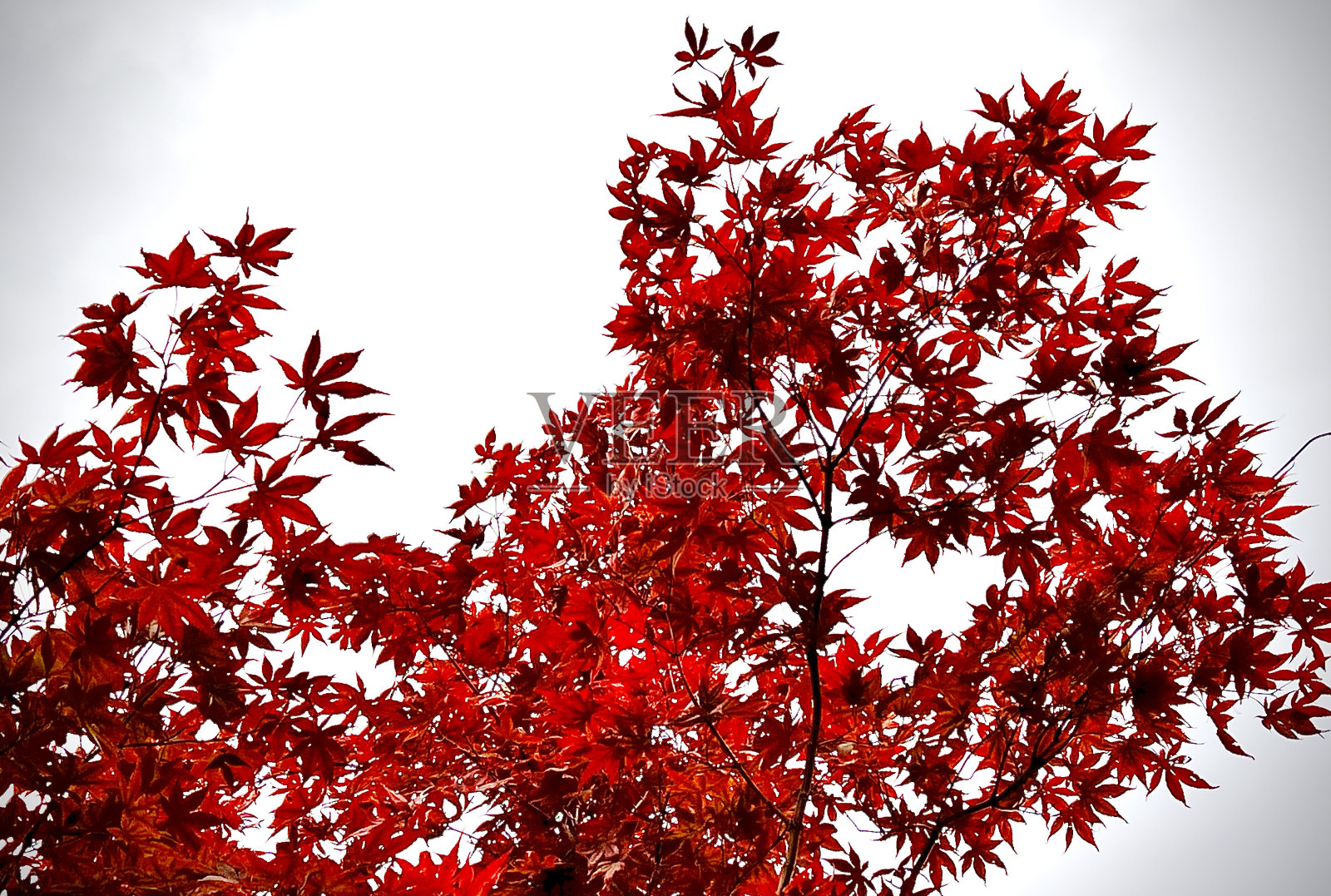 日本红枫叶在树叶期间照片摄影图片