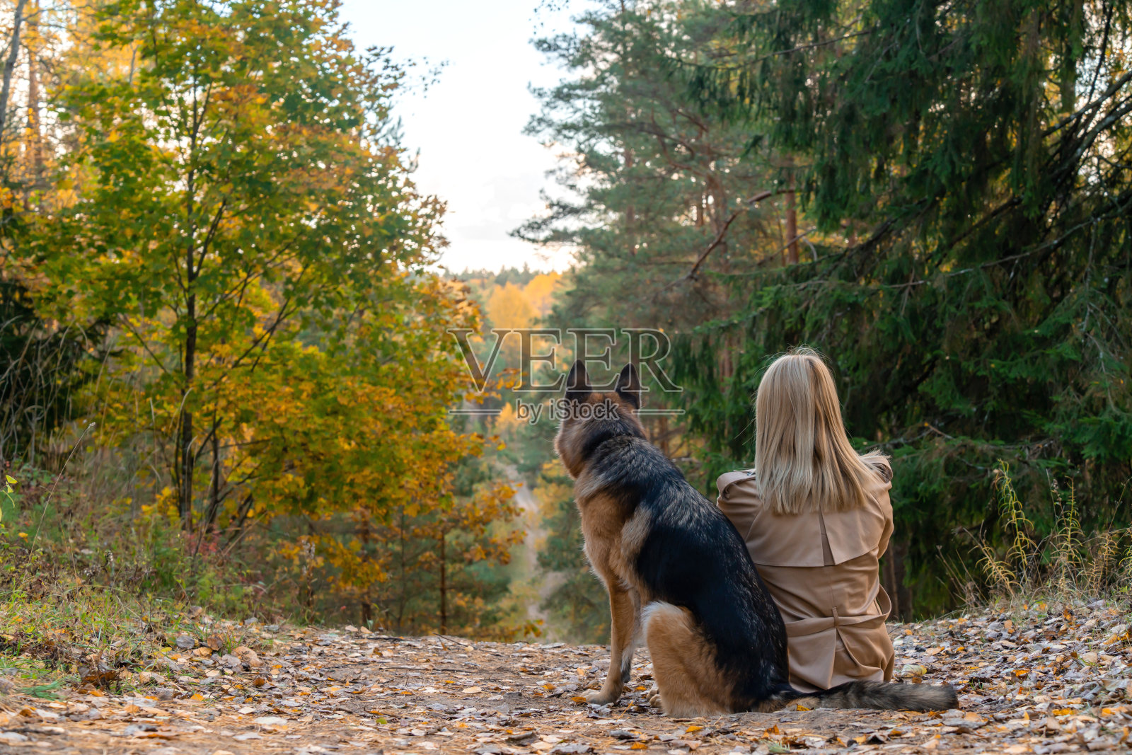 后景坐在山上的秋林里的女人和狗照片摄影图片