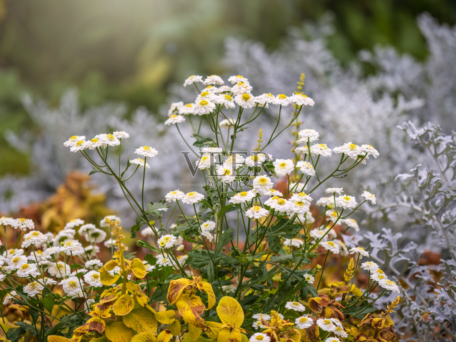 完全开放的盛开:普通雏菊或野雏菊或英国雏菊，有白色的大花和黄色的花心照片摄影图片