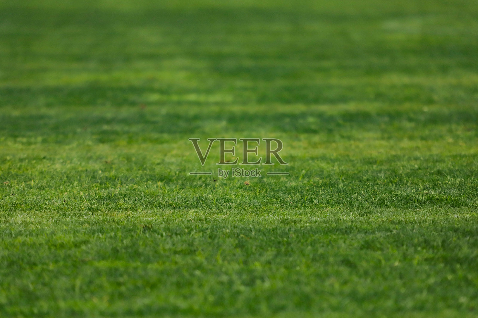 绿色的草地上有一个足球照片摄影图片