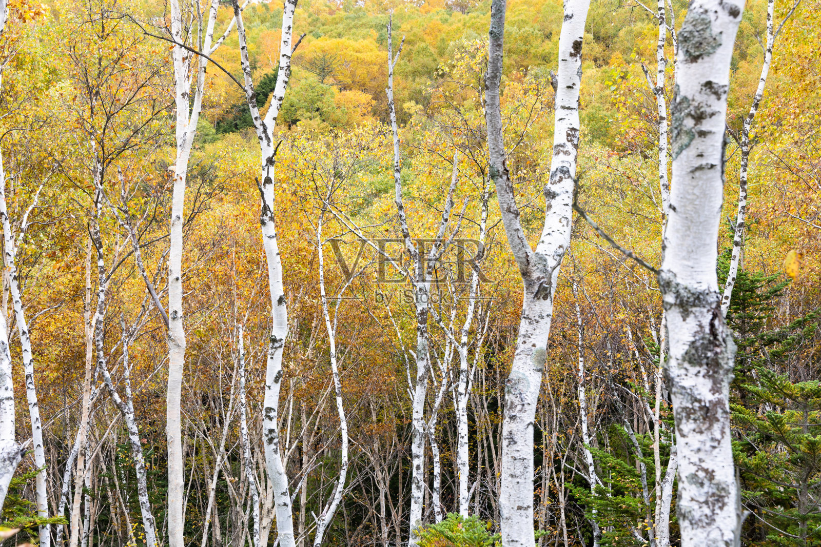 日本秋叶的高原美景照片摄影图片