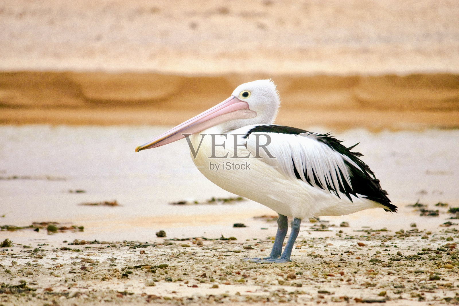 澳大利亚野生鹈鹕照片摄影图片
