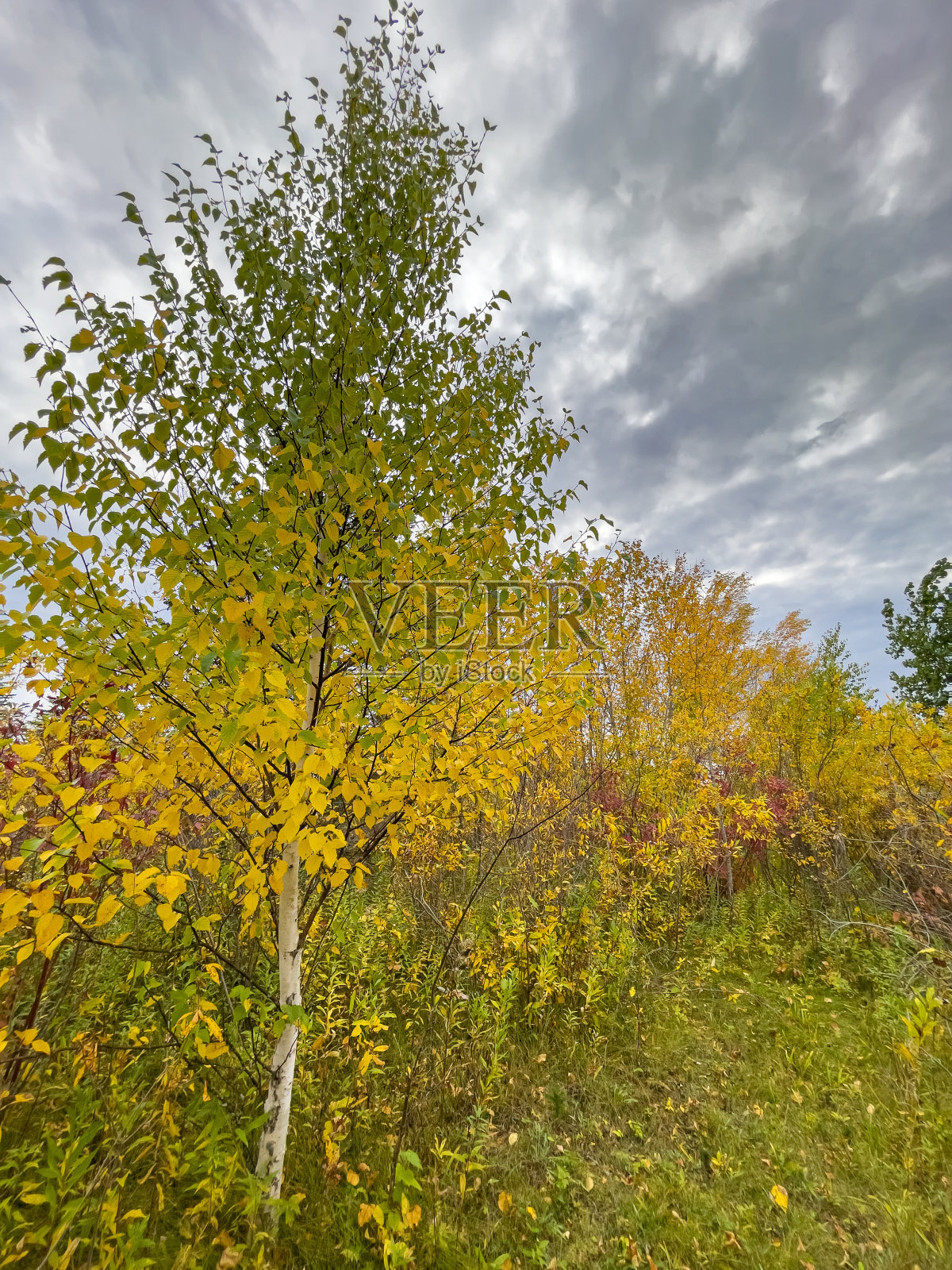 林地里秋天的色彩照片摄影图片