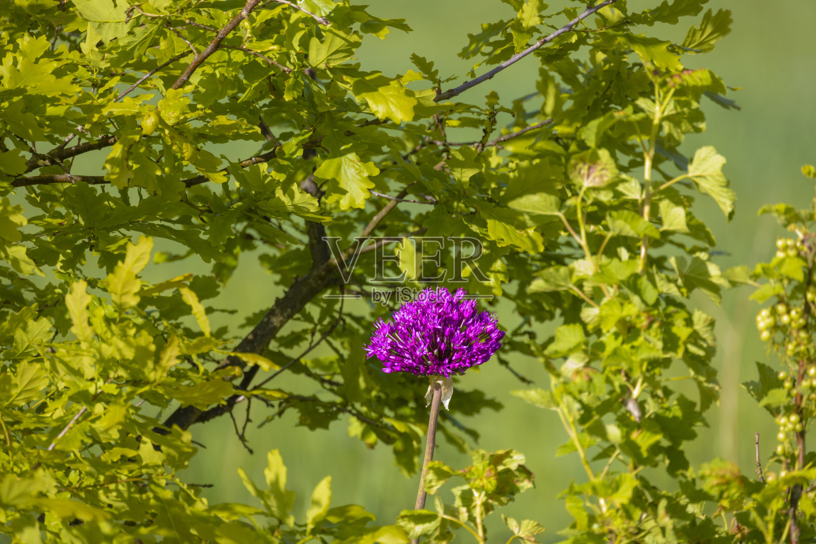 葱属植物的花照片摄影图片