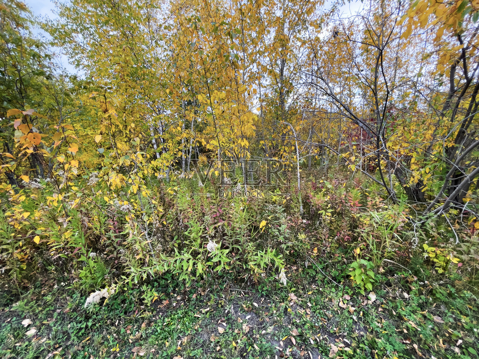 林地里秋天的色彩照片摄影图片