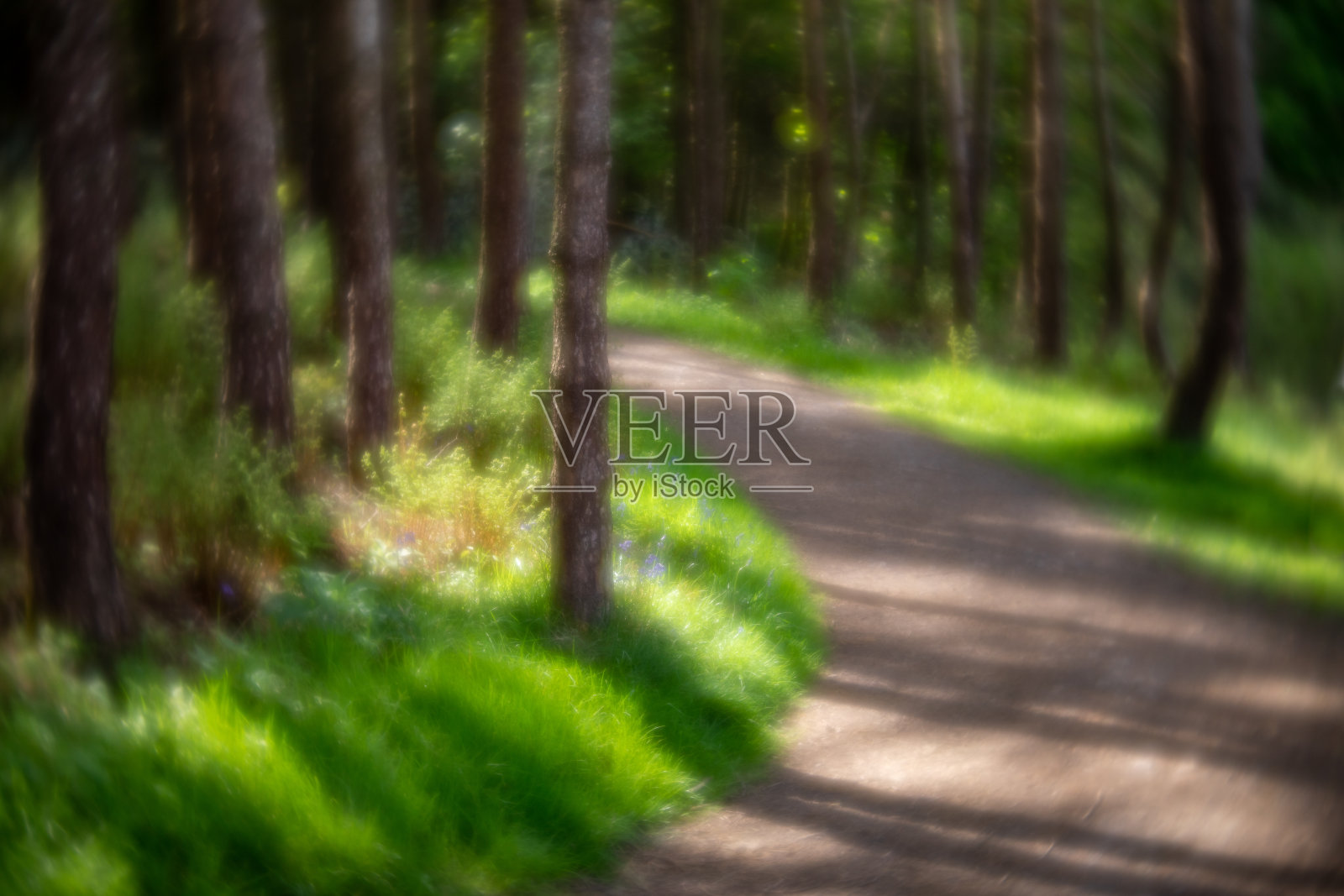英格兰约克郡古老森林里的季节性春景，蓝铃花和新鲜的绿嫩嫩的叶子照片摄影图片