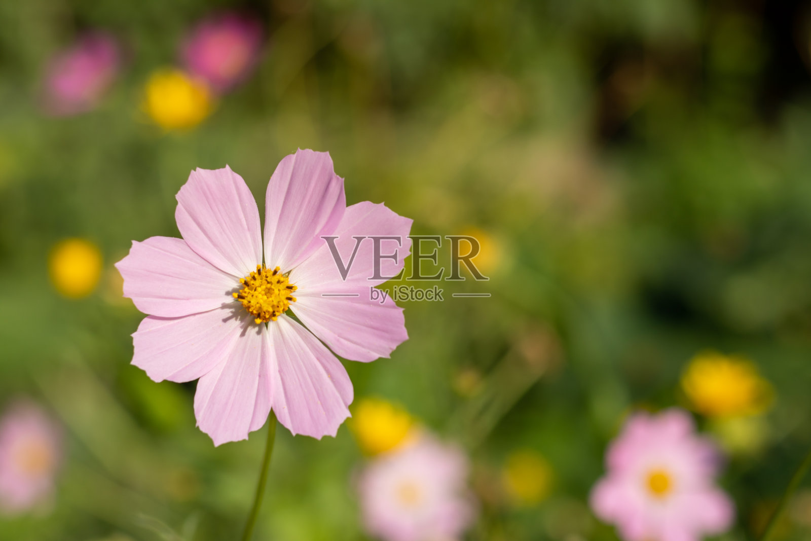柔和的粉红色花特写在模糊的背景。文本。副本的空间。一朵花的特写照片摄影图片
