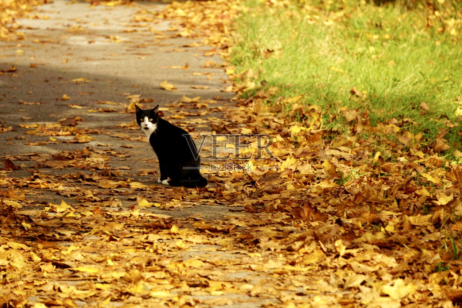 一只黑白相间的猫走过秋天干燥的棕色树叶。那只猫正独自走在人行道上。一只孤独的猫沿着马路走了。Kogka走在秋日的巷子里。照片摄影图片