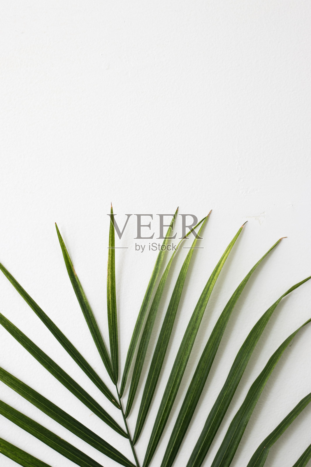 棕榈树叶照片摄影图片