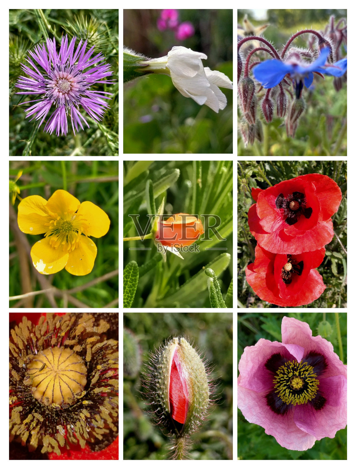 不同种类和颜色的花朵拼贴画。照片摄影图片