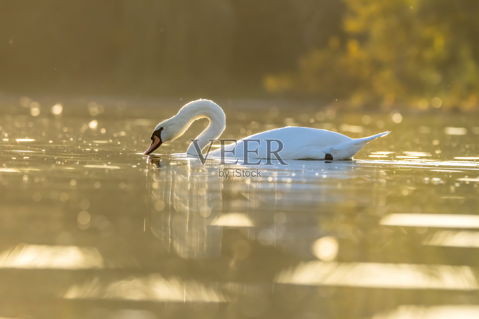 美丽的白天鹅站在离科隆不远的小湖边，在一个温暖的秋天的日落。照片摄影图片