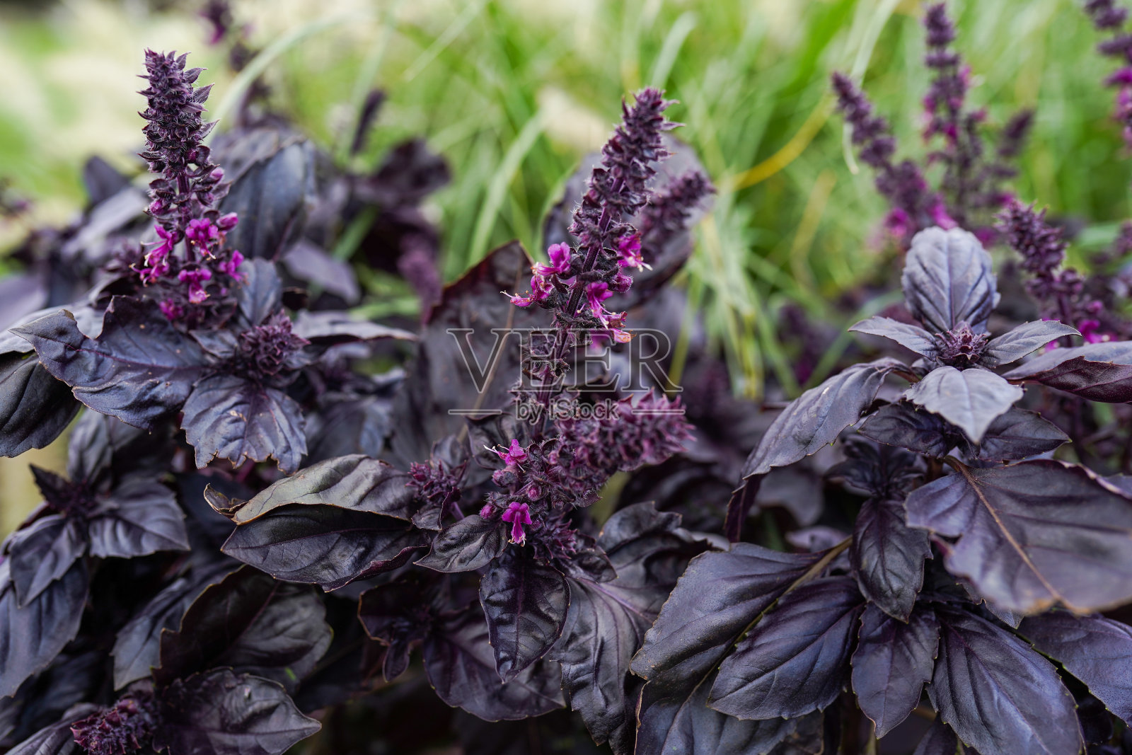 花园里的新鲜罗勒。食品的背景。很多罗勒照片摄影图片