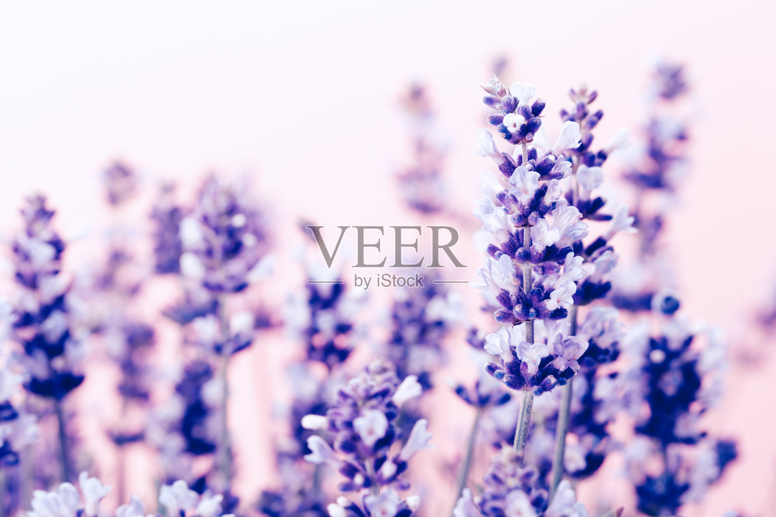 薰衣草的花。照片摄影图片