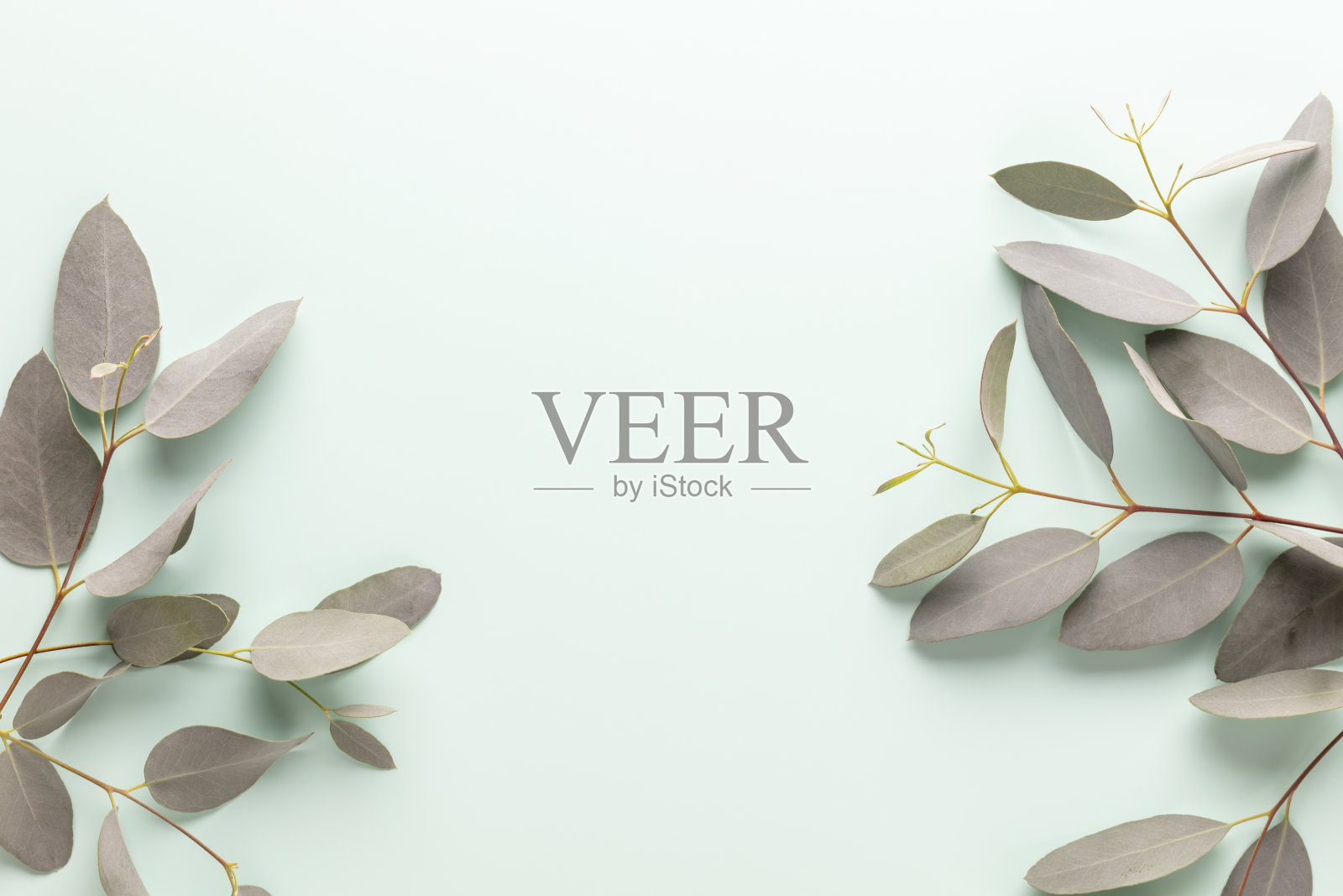 旗帜与桉树树枝在蓝色的粉彩背景。文本。照片摄影图片