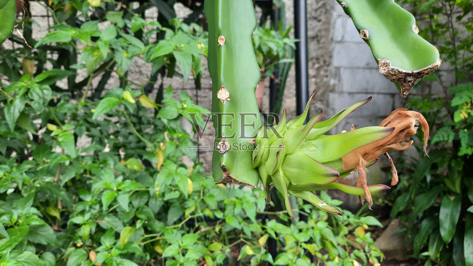 火龙果还是生的，还在生长照片摄影图片