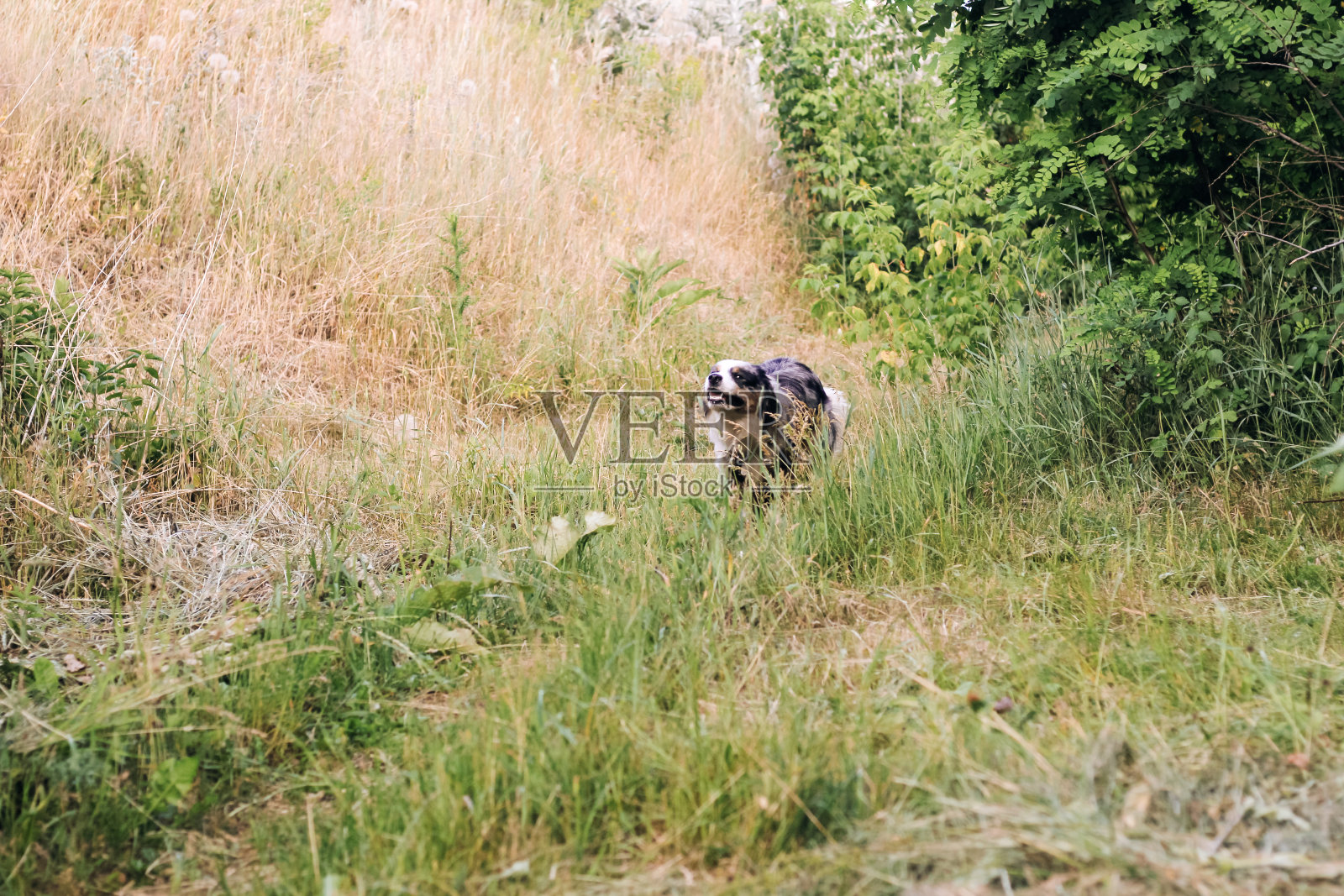 一只澳大利亚牧羊犬的品种，棕色眼睛在散步，特写照片摄影图片