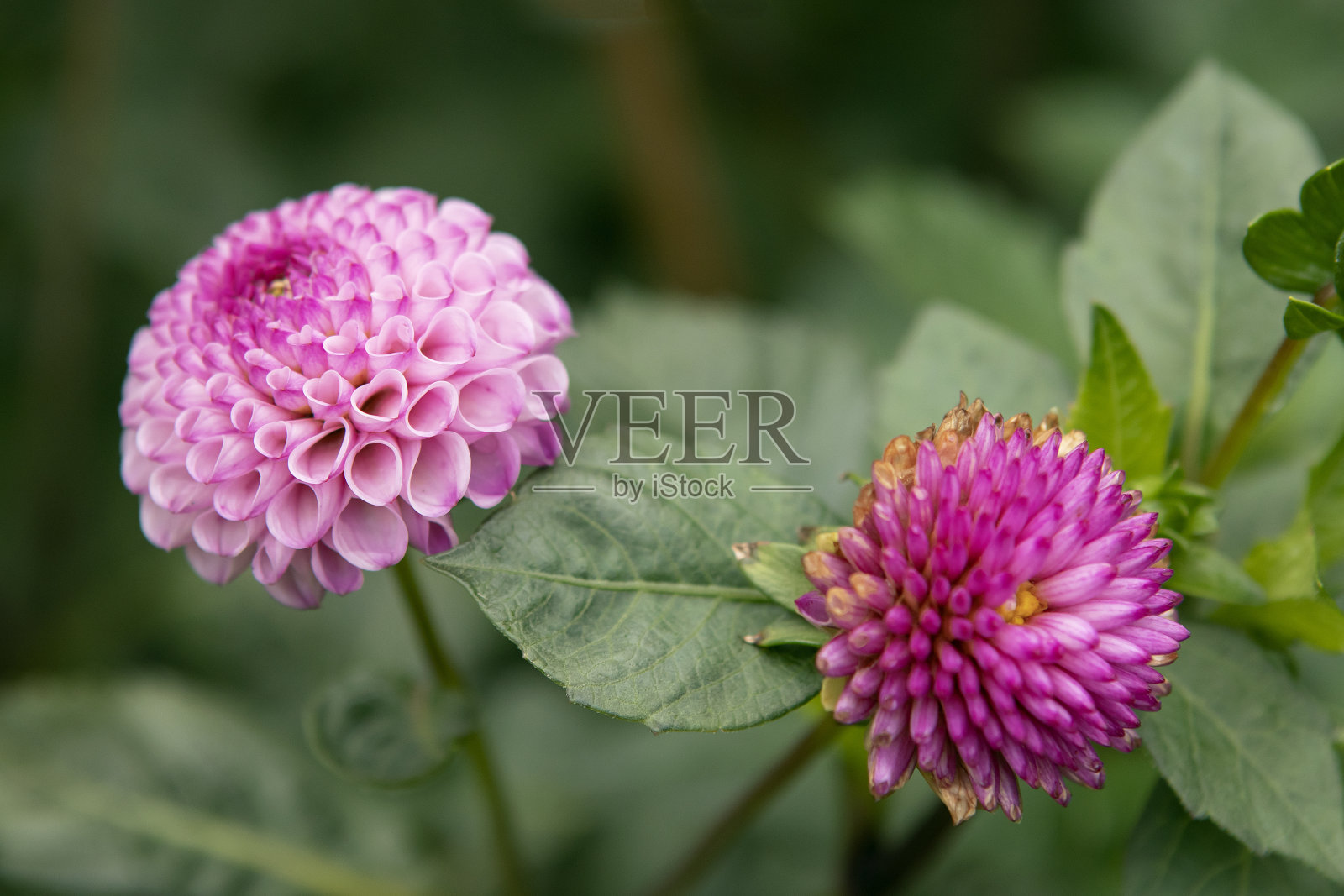 花园里的粉红色大丽花照片摄影图片