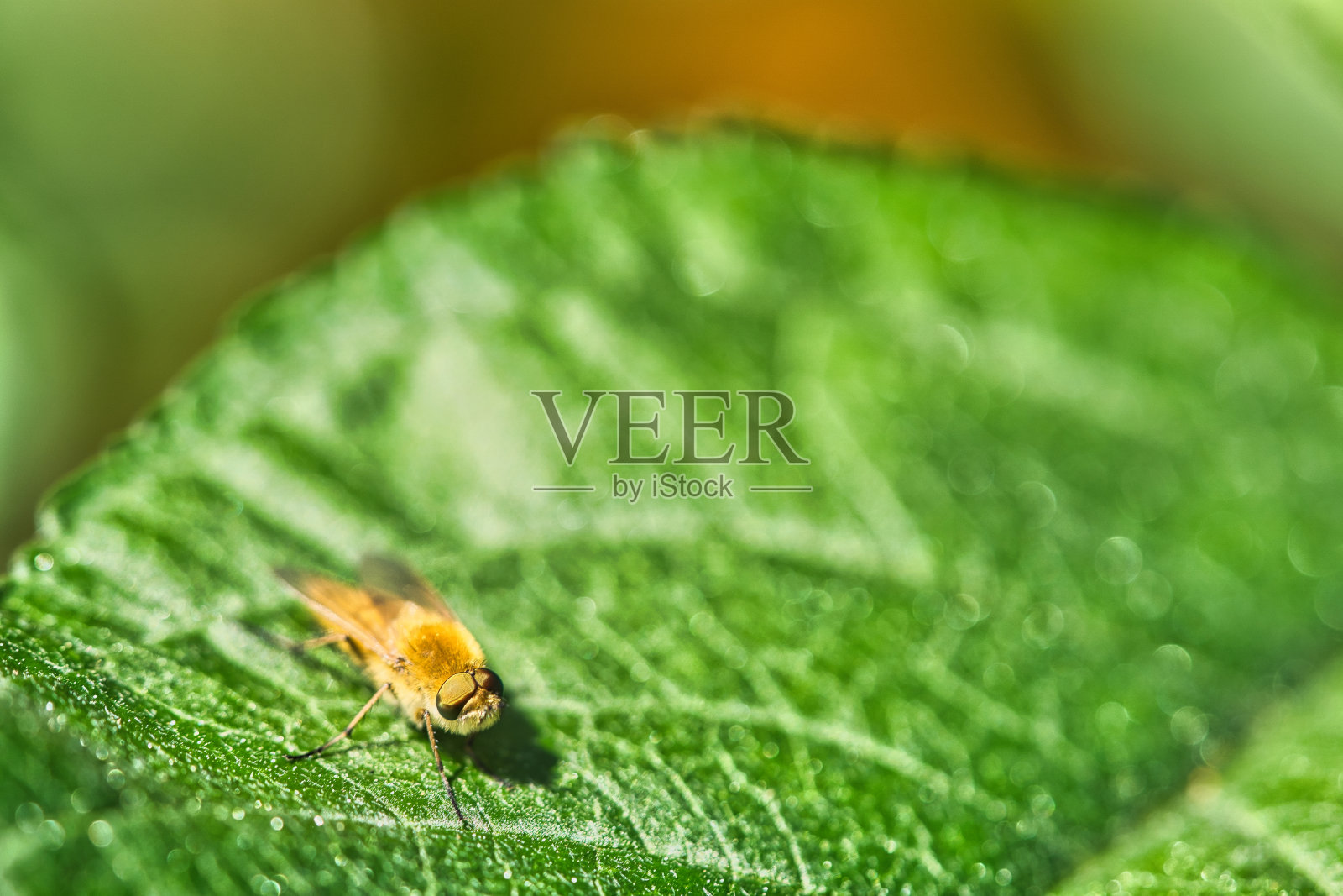 发环在绿叶上飞舞。阳光照在昆虫身上。微距镜头照片摄影图片