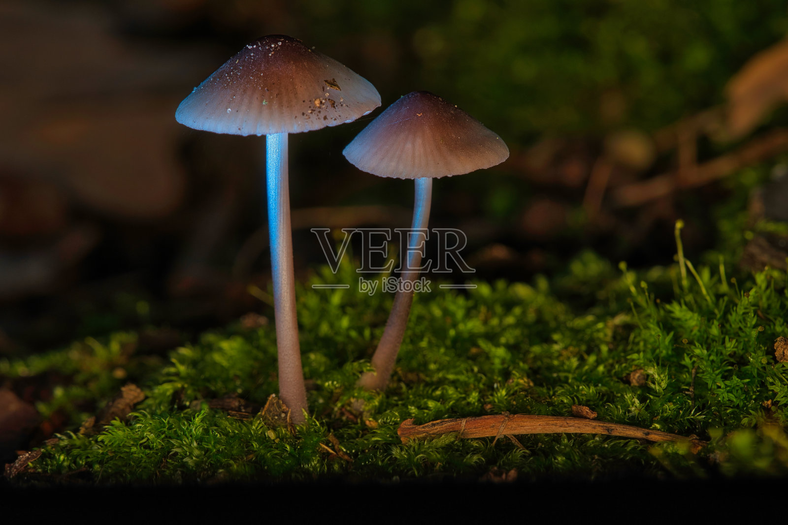 森林中有光点的苔藓上的两种金银丝状小蘑菇。森林地面照片摄影图片