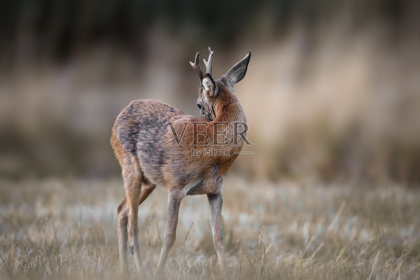 草地上的罗巴克挠了挠后背照片摄影图片