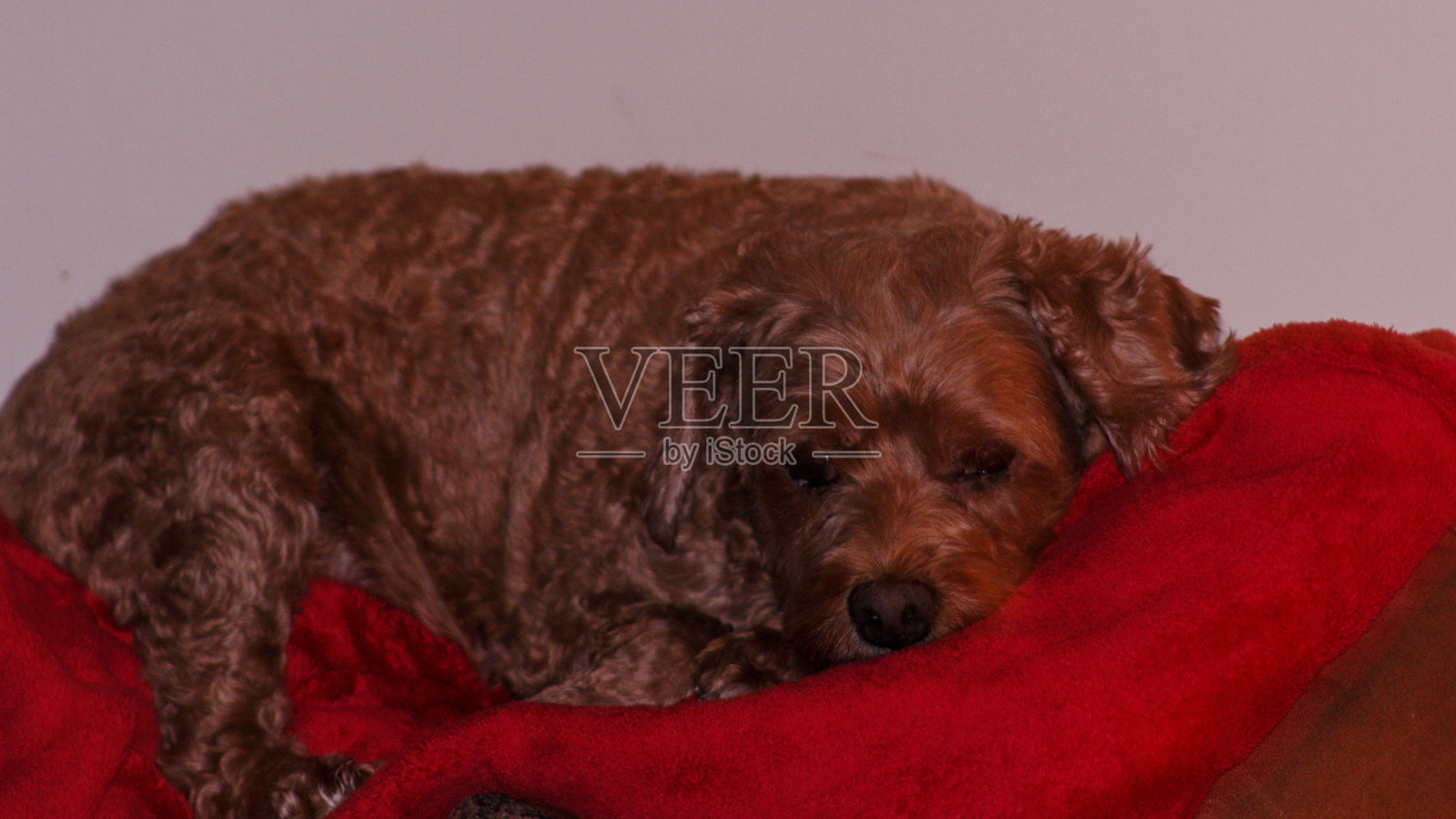 狗照片摄影图片