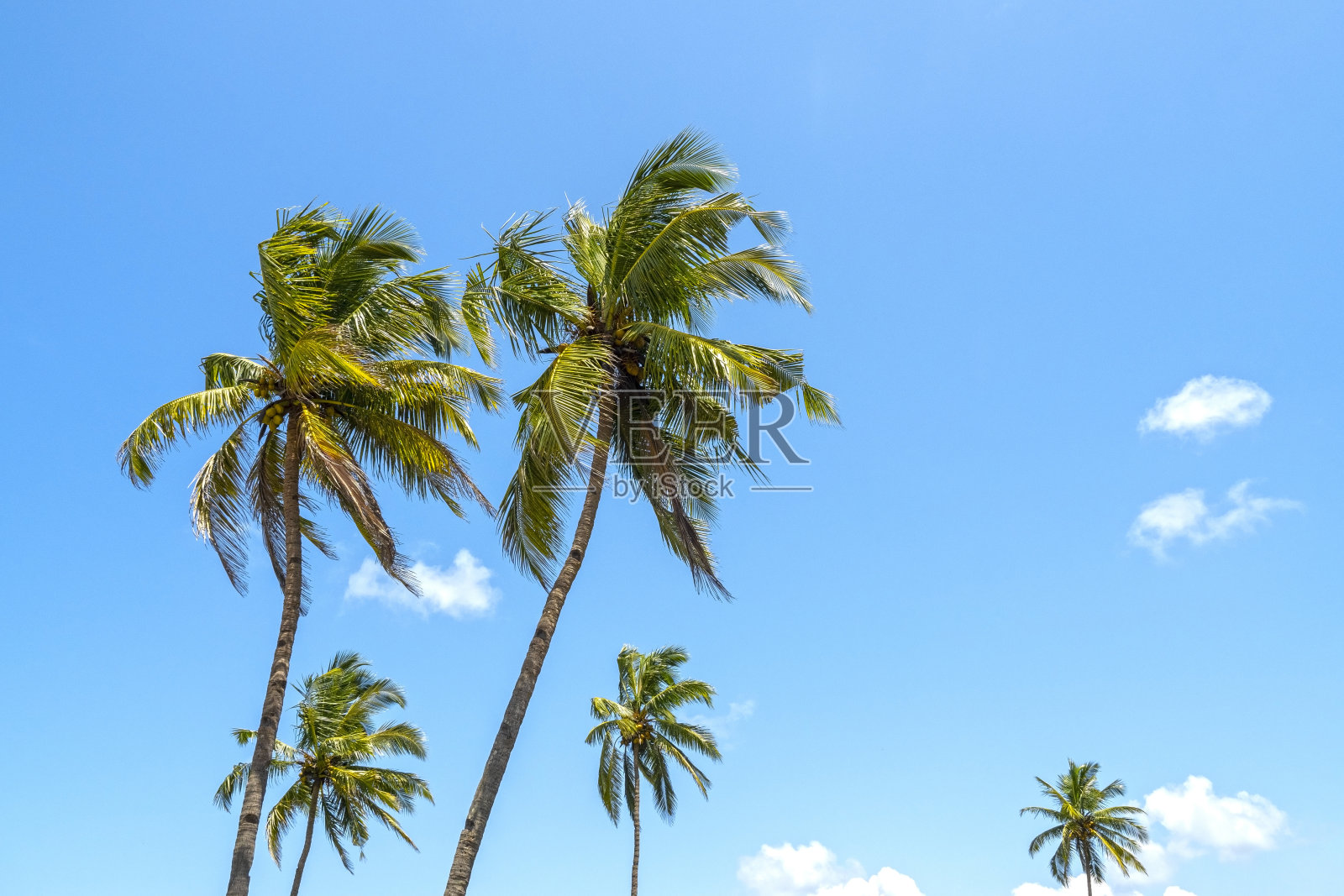 椰子树和夏日蓝天，热带背景照片摄影图片