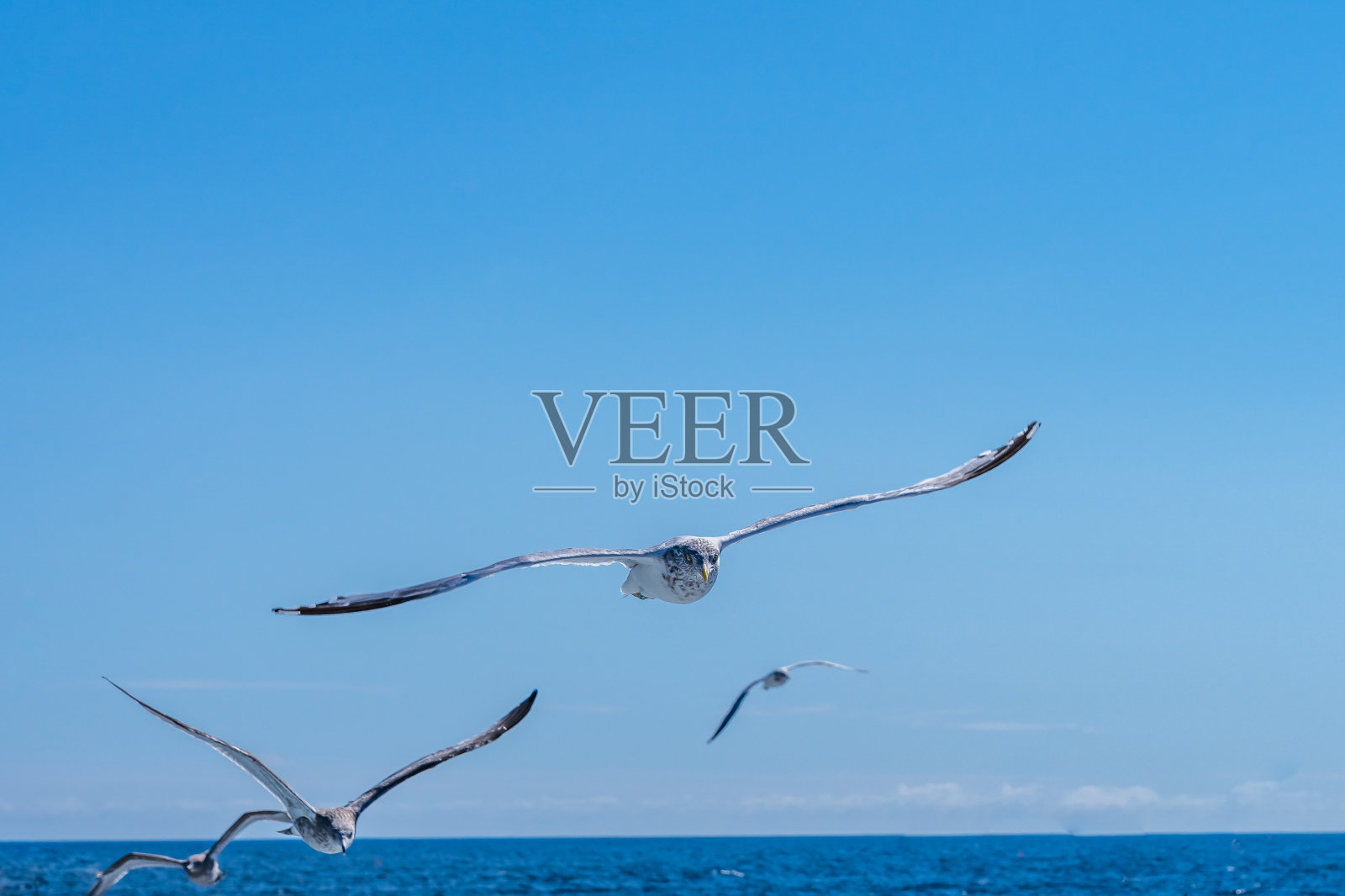 海鸥展翅飞翔在蓝天上，低着头寻找鱼照片摄影图片