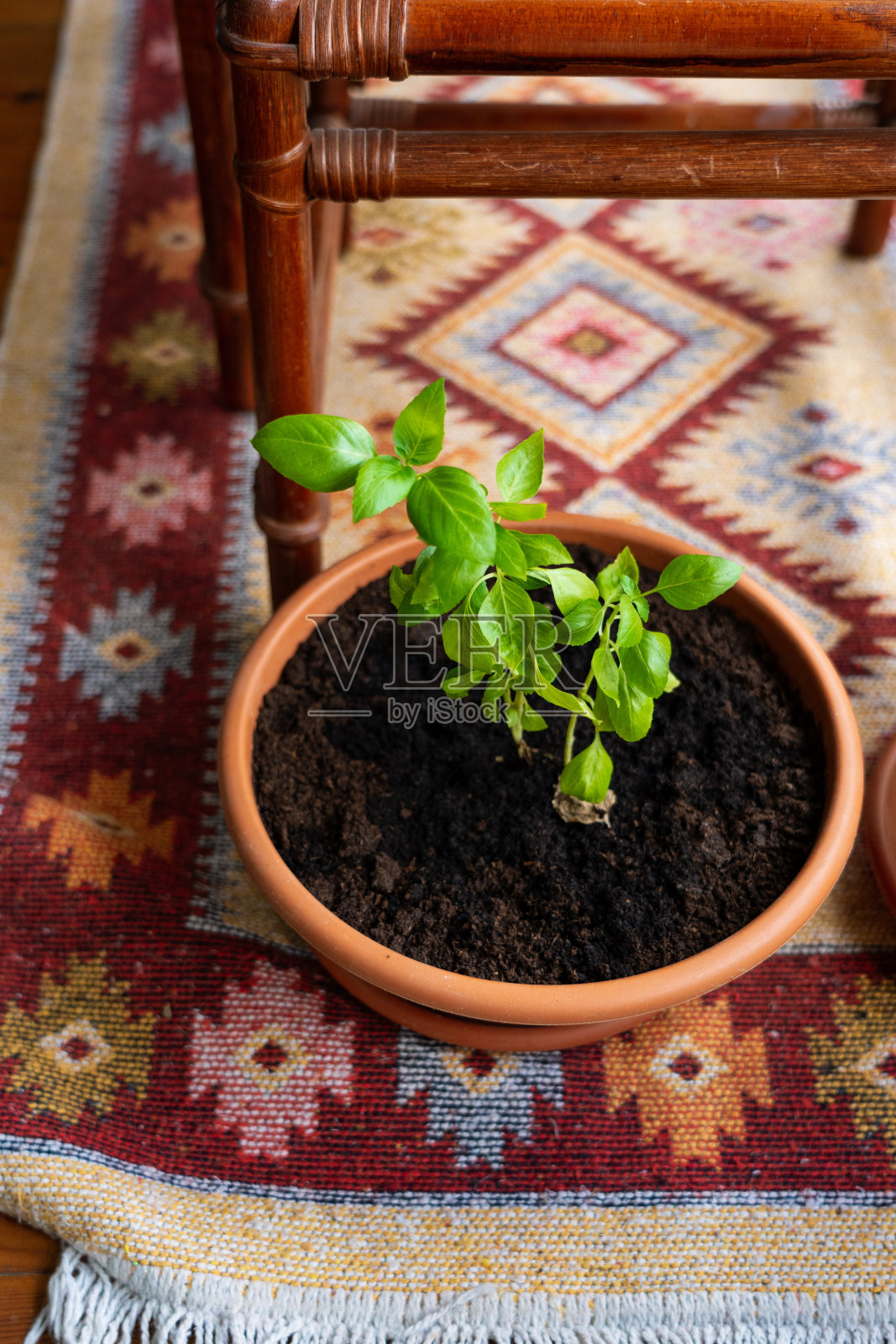 花盆照片摄影图片