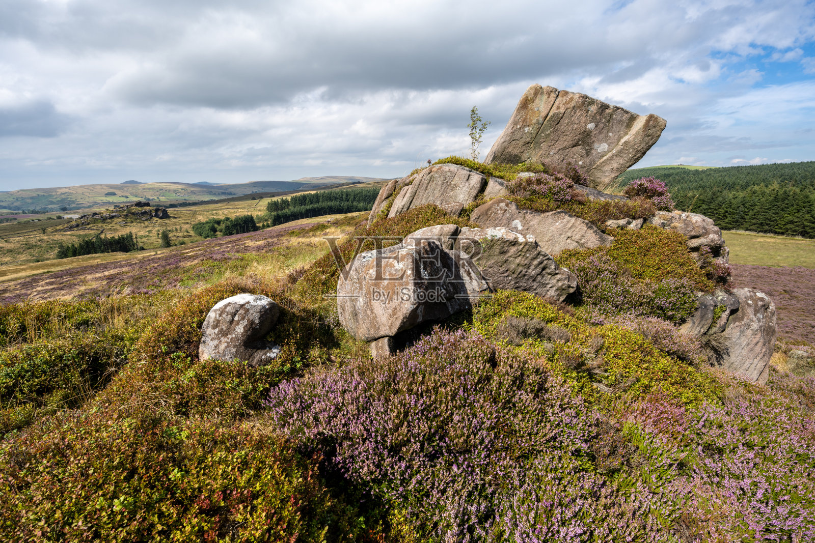 盛开的紫色石楠花在Gib Torr，在山峰区国家公园的蟑螂。照片摄影图片
