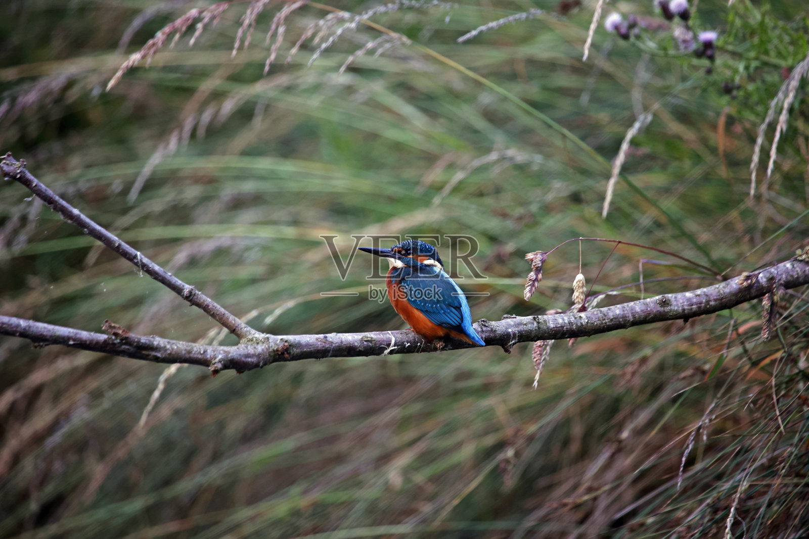 幼翠鸟在湖边钓鱼照片摄影图片