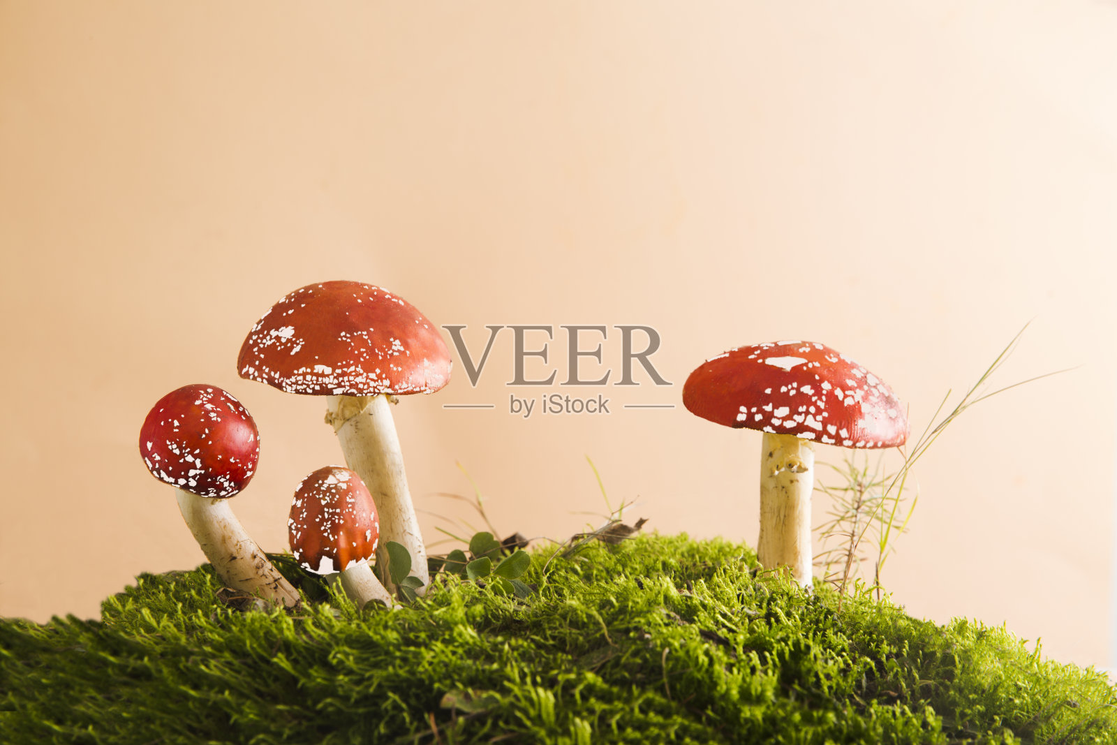 蘑菇飞木耳生长在苔藓上的米色背景。模型空间照片摄影图片