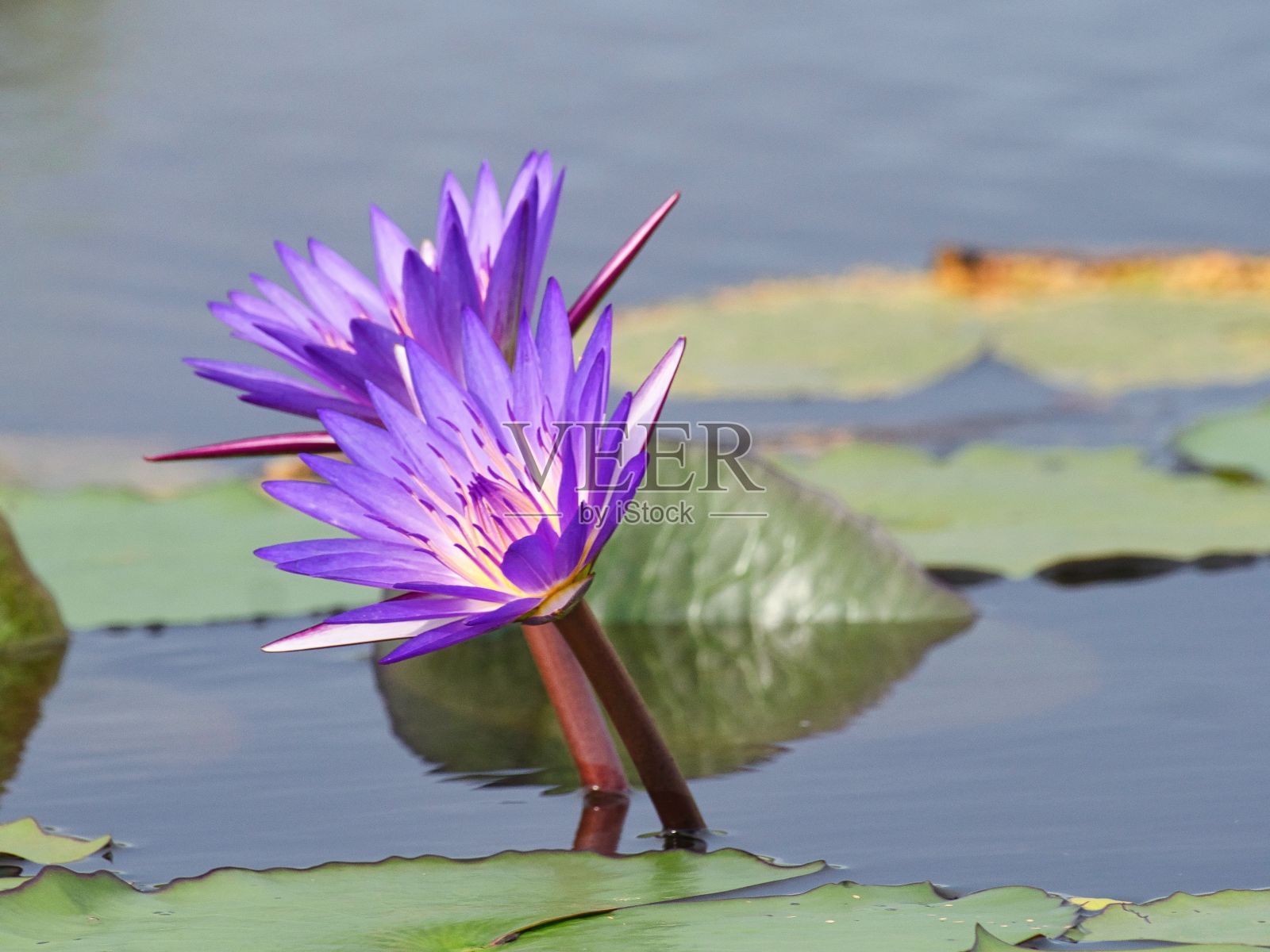 两个紫色睡莲在一个被树叶包围的池塘的特写照片摄影图片