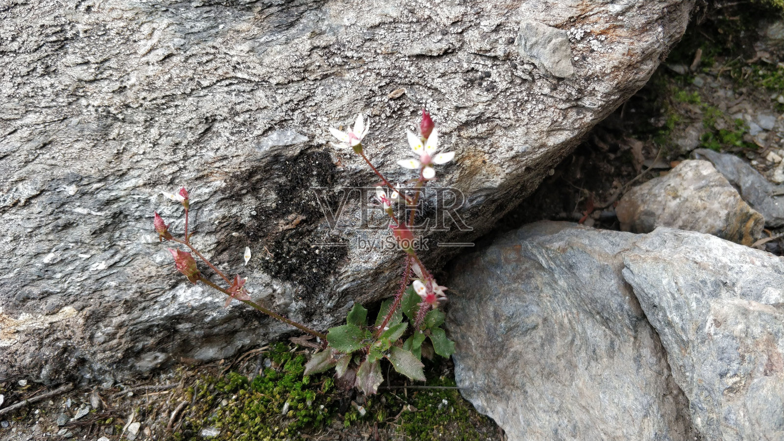 在灰色岩石前生长的一朵小白花的特写照片摄影图片