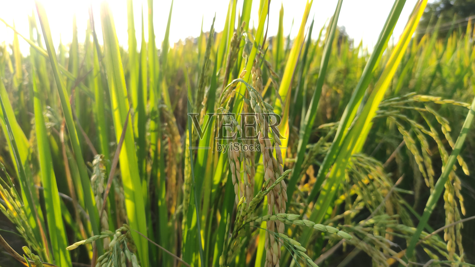 稻田在傍晚的阳光下生长。照片摄影图片