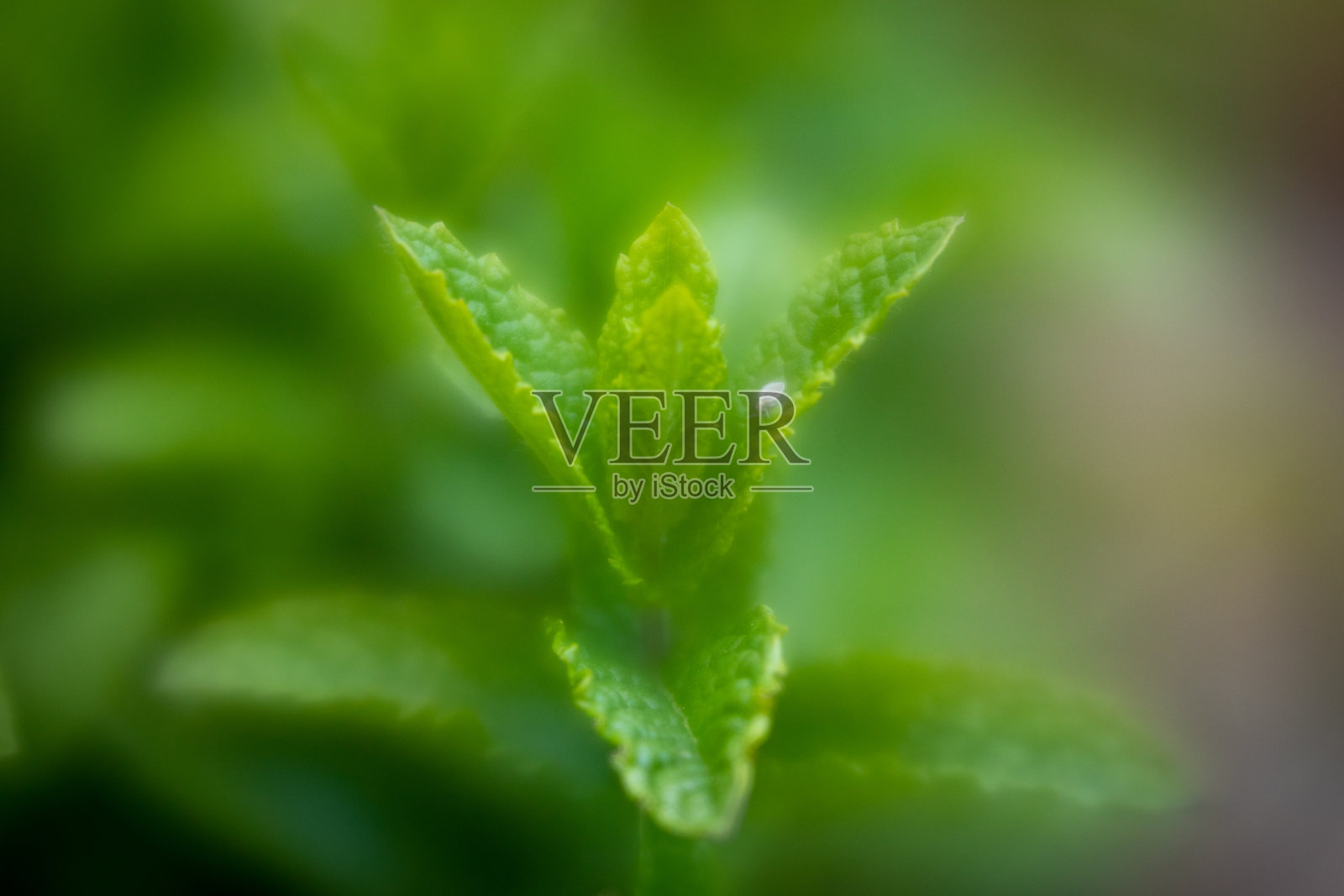 新鲜生长的绿叶薄荷药草照片摄影图片