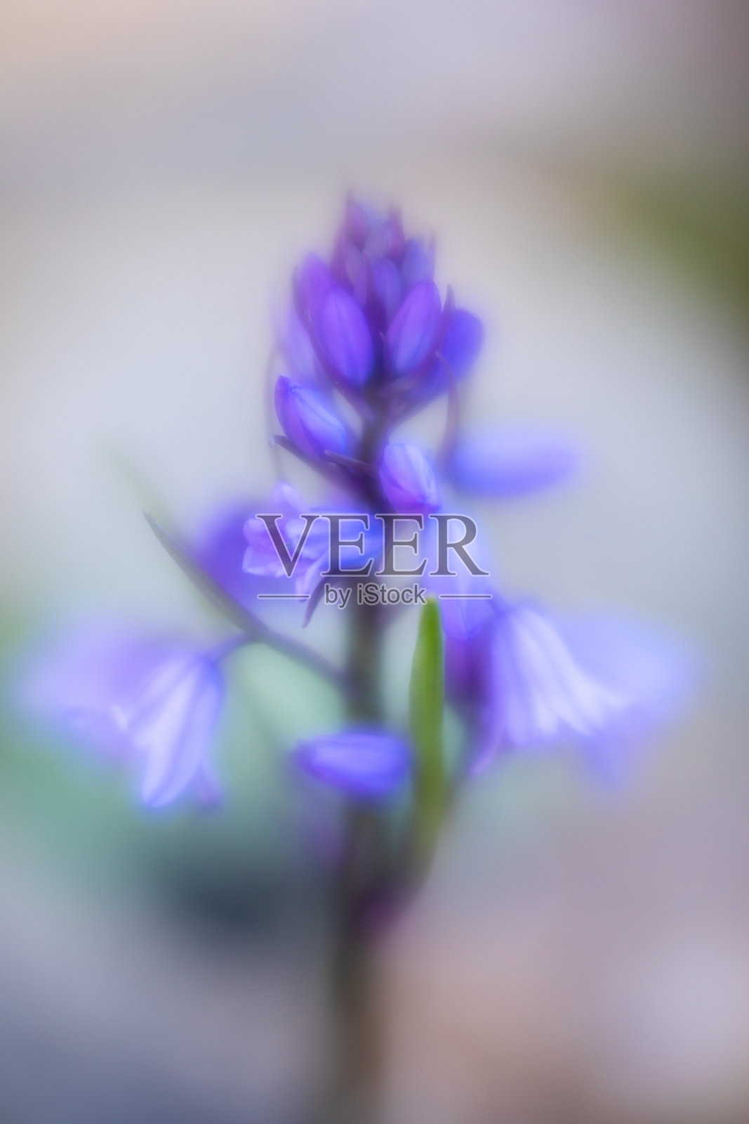 来自英国的蓝铃花春季花特写，使用Lensbaby镜头有意软聚焦照片摄影图片