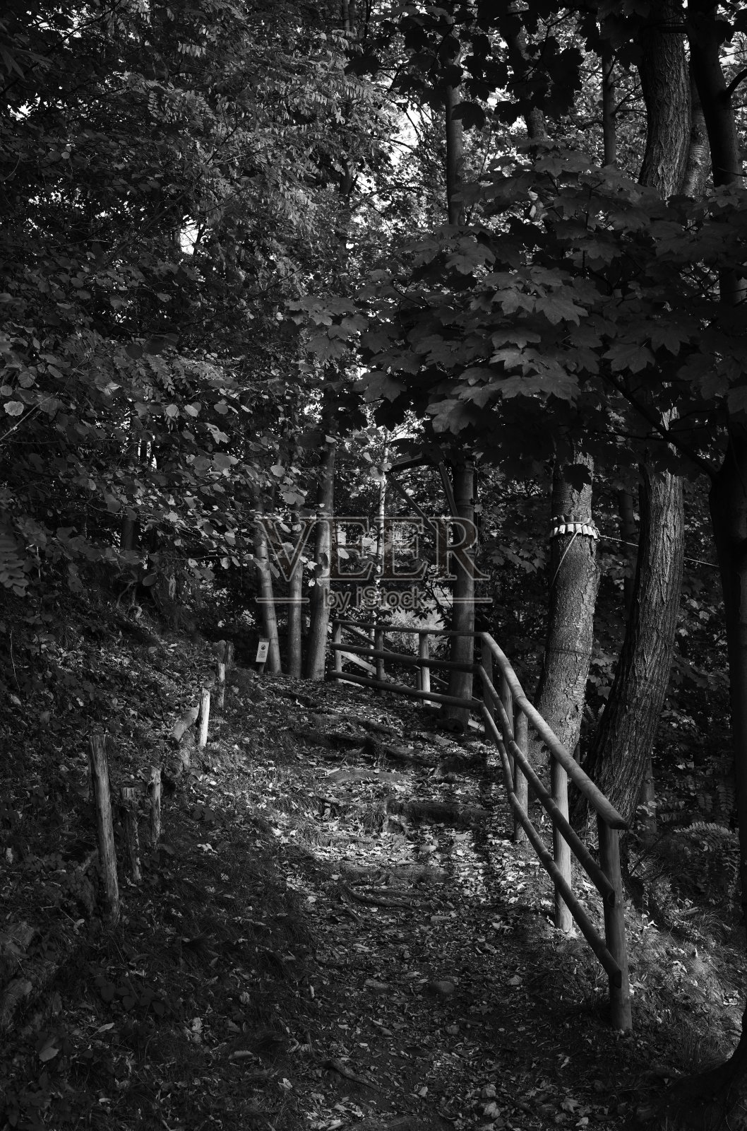 比埃拉山上的树叶照片摄影图片