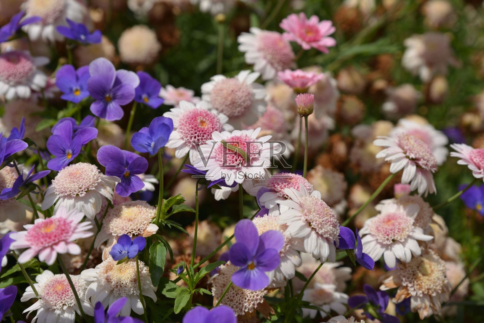 花园里的花和小毛虫照片摄影图片