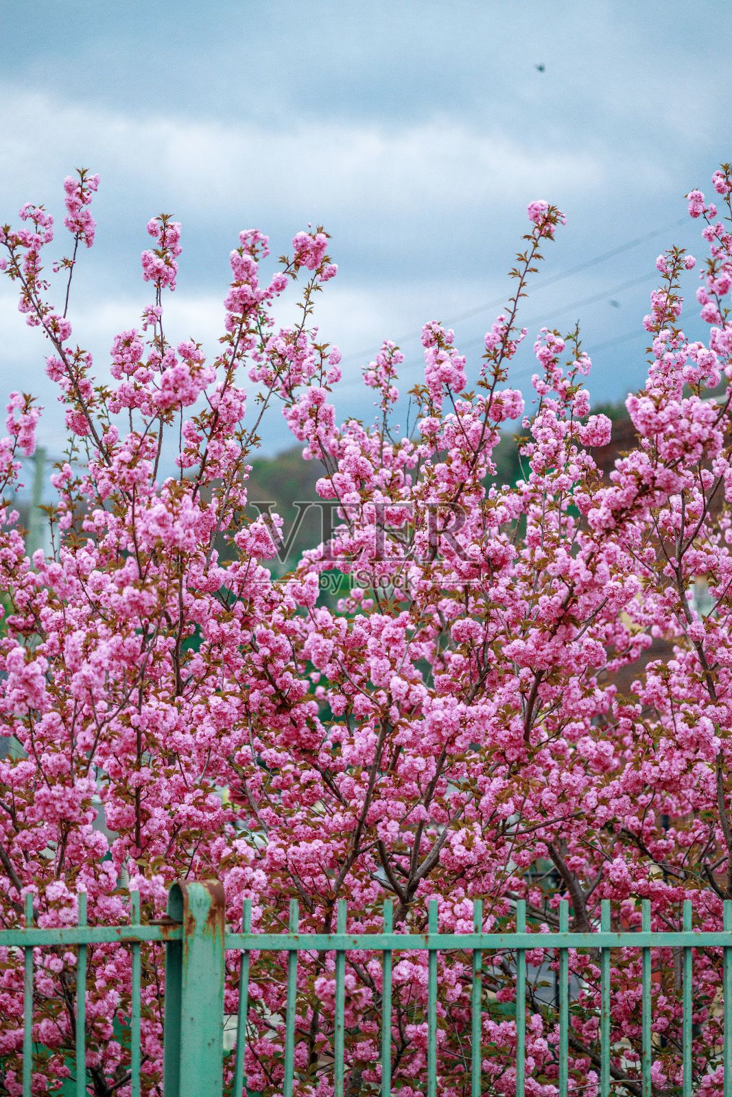 粉红色的樱花在树上与蓝色的钢栅栏照片摄影图片